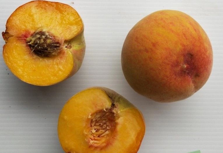 HALEHAVEN PEACH (BUDWOOD)